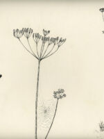 Drawing by Gary Eldred.