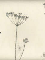 Drawing by Gary Eldred.