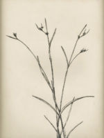 Drawing by Gary Eldred.