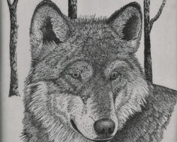 Wolf. Drawing by Gary Eldred.