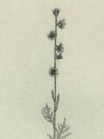 Drawing by Gary Eldred.