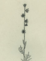 Drawing by Gary Eldred.