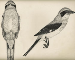 Drawing by Gary Eldred.