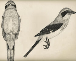 Drawing by Gary Eldred.