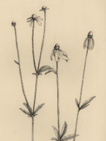 Drawing by Gary Eldred.