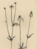 Drawing by Gary Eldred.