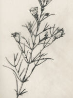 Drawing by Gary Eldred.