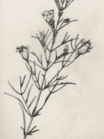 Drawing by Gary Eldred.