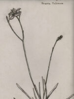Drawing by Gary Eldred.