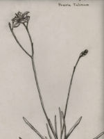 Drawing by Gary Eldred.