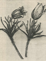 Drawing by Gary Eldred.