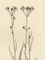 Drawing by Gary Eldred.