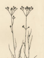 Drawing by Gary Eldred.