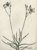 Drawing by Gary Eldred.