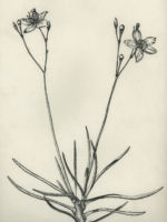 Drawing by Gary Eldred.