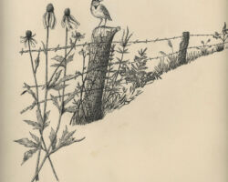 Meadowlark. Drawing by Gary Elred.