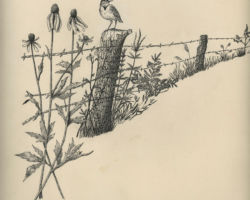 Meadowlark. Drawing by Gary Elred.