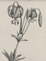 Drawing by Gary Eldred.