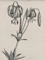 Drawing by Gary Eldred.