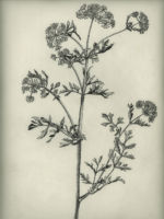 Drawing by Gary Eldred.