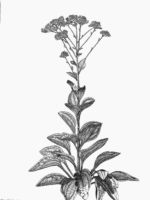 Indian plantain. Drawing by Gary Eldred.