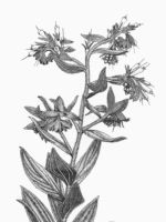 Marbleseed. Drawing by Gary Eldred.