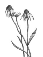 Pale purple coneflower. Drawing by Gary Eldred.