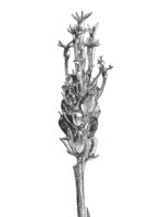Pink milkwort. Drawing by Gary Eldred.