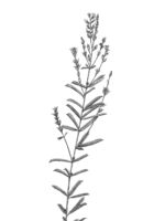 Prairie brush clover. Drawing by Gary Eldred.