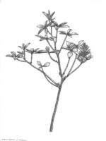 Prairie turnip. Drawing by Gary Eldred.