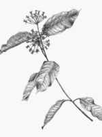 Purple milkweed. Drawing by Gary Eldred.