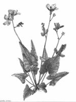 Rose mallow. Drawing by Gary Eldred.