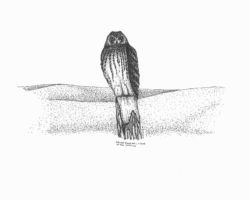 Short-eared Owl. Drawing by Gary Eldred.