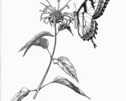 Tiger Swallowtail on Bergamont. Drawing by Gary Eldred.