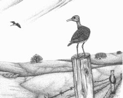 Upland Plover. Drawing by Gary Eldred.