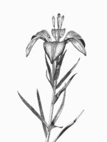 Wood lily. Drawing by Gary Eldred.