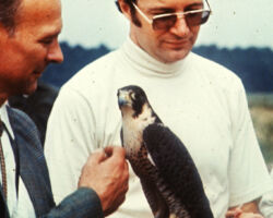 Temple with his Ph.D. advisor, Tom Cade, and Peregrine Falcon. 1976. Photo courtesy of The Peregrine Fund.