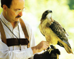 Falconry with Red-tailed Hawk. 1985. Photo courtesy of UW-Madison.