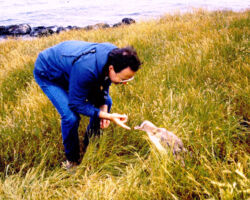 Temple banding an endangered Yellow-eyed Penguin chick in New Zealand. 1990. Photo courtesy of S. Temple.