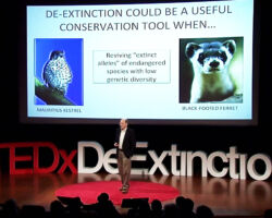 Temple presening TED talk on de-extinction. 2013. Photo courtesy of TEDx Talks.
