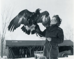 Frances Hamerstrom handling an Eagle. Photo courtesy of Wisconsin Conservation Department.