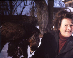 Frances Hamerstrom handling an Eagle.