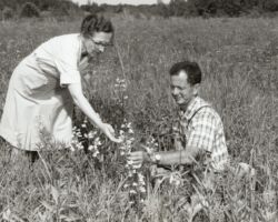 Booth Courtenay and James Hall Zimmerman identify a penstemon in the UW Arboretum. 1965. Courtesy of UW-Madison Libraries.