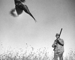 Johnson pheasent hunting. Circa 1960s. Photo courtesy of Douglas Johnson.