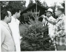 Fred Schmeeckle studying tree at the World Forestry Congress at Trees for Tomorrow. 1960. Photo courtesy of Trees for Tomorrow.