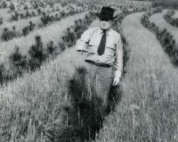 Taylor standing in a Norway Pine plantation the first year of Trees for Tomorrow tree planting. 1944. (Photo courtesy of Trees for Tomorrow.)