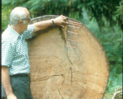 Robert Ellarson, Olympic Peninsula. 1975.