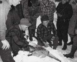 Deer research biologists conduct field study of a dead deer in the Goodman yard. L-R: Burt Dahlberg, Wisconsin Conservation Department; and I. H. Bartlett, Michigan Conservation Department. Standing to Bartlett's left is Walter E. Scott. 1948. (Photo by Staber W. Reese. Courtesy of UW-Madison Digital Archives.)