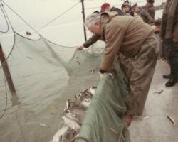 Governor Warren P. Knowles inspects lifting of pond net containing smelt and rainbow trout. 1969. Photo by Staber W. Reese. Courtesy of UW-Madision Digital Archives.
