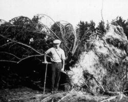Sergius Wilde at tree fall in Barron County, WI. Circa early 1930s.